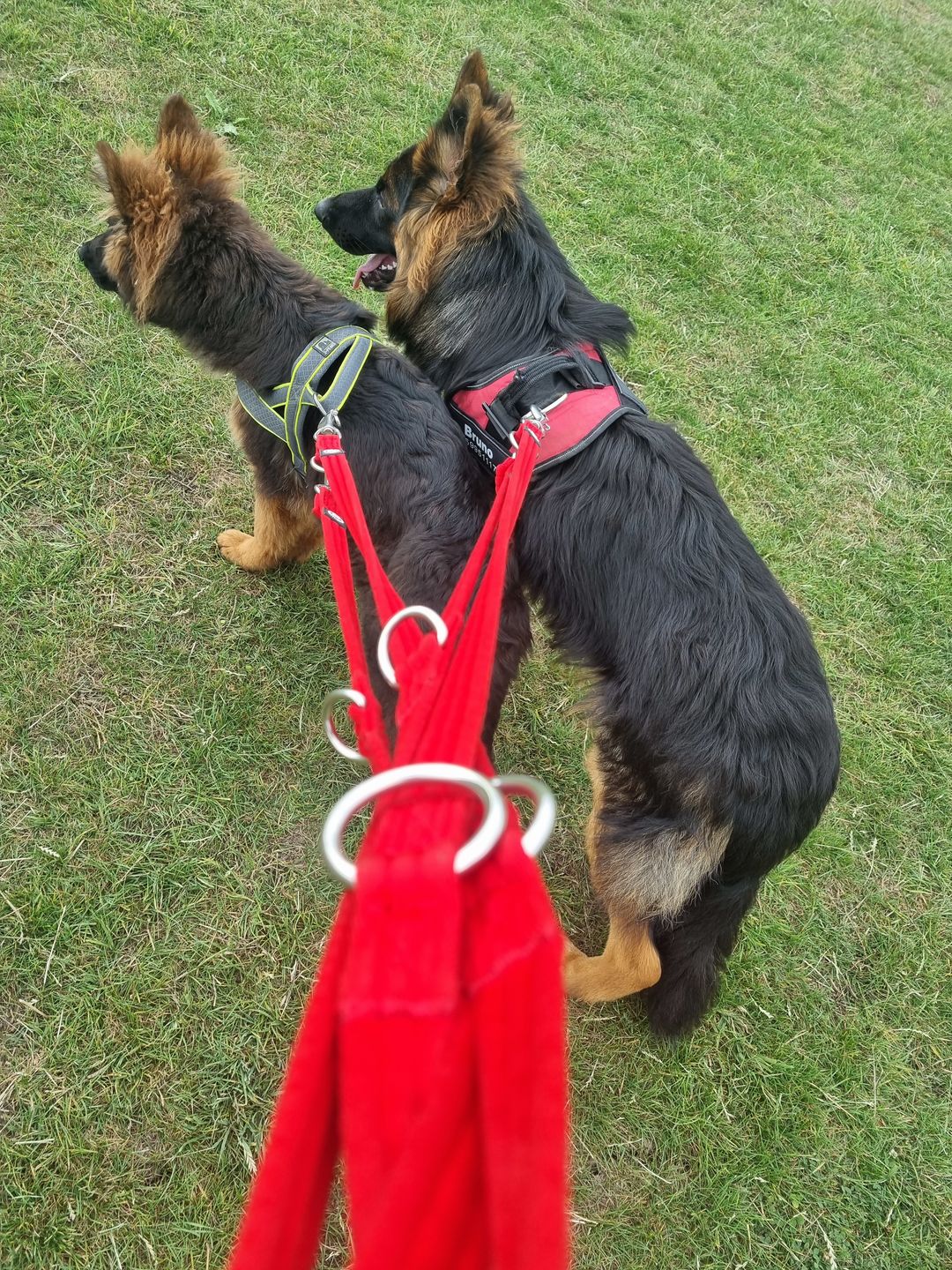 Customer photo review of Double Ended Training Lead | All Breeds - Durable & Soft 2m Lead - Red