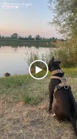 Customer video review of RR - Slip on Padded Comfort Harness | Non Restrictive & Reflective - Military Tan