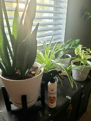 Customer photo review of Houseplant Insecticide w/ Neem
