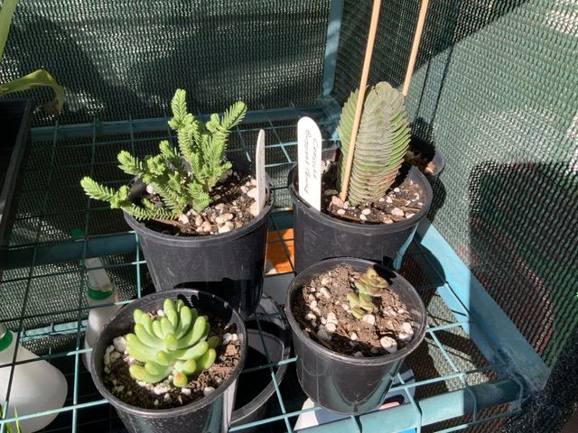 Customer photo review of Crassula Buddha's Temple