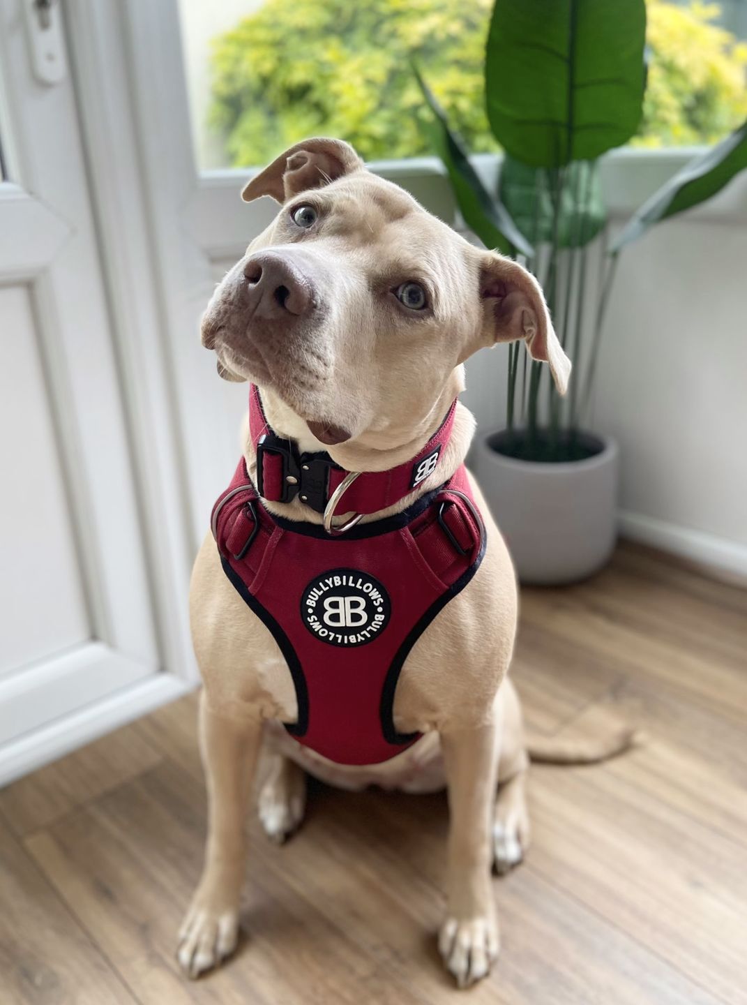 Customer photo review of Premium Comfort Harness | Non Restrictive & Adjustable - Burgundy v2.0