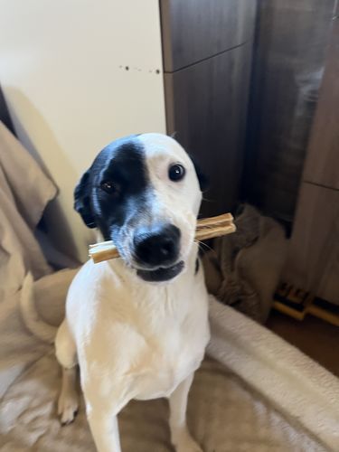 Customer photo review of 6" Standard Bully Sticks