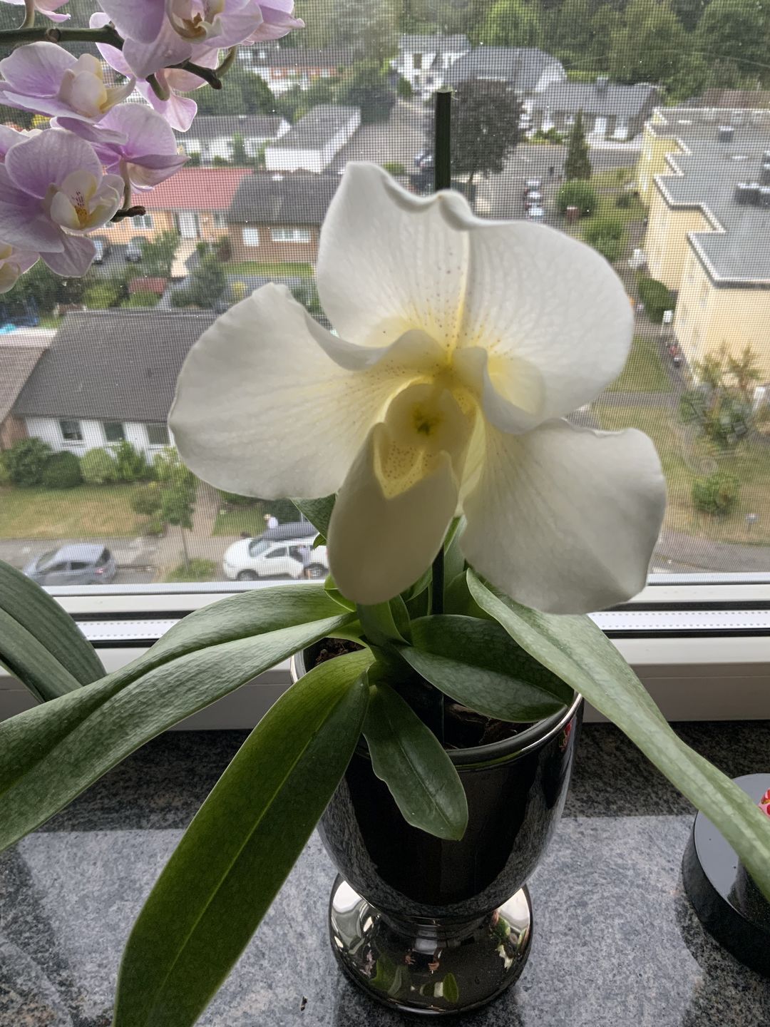 Customer photo review of Frauenschuh Orchidee White Lady