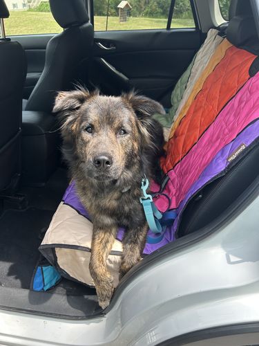Customer photo review of Retro Sun Rays Dog Car Seat Covers