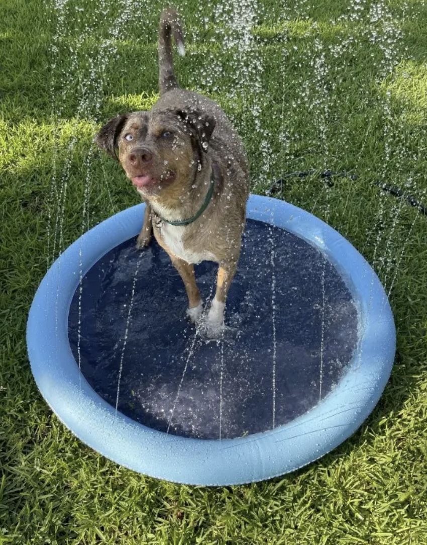 Customer photo review of Sprinkler Wasserspielmatte für Hunde