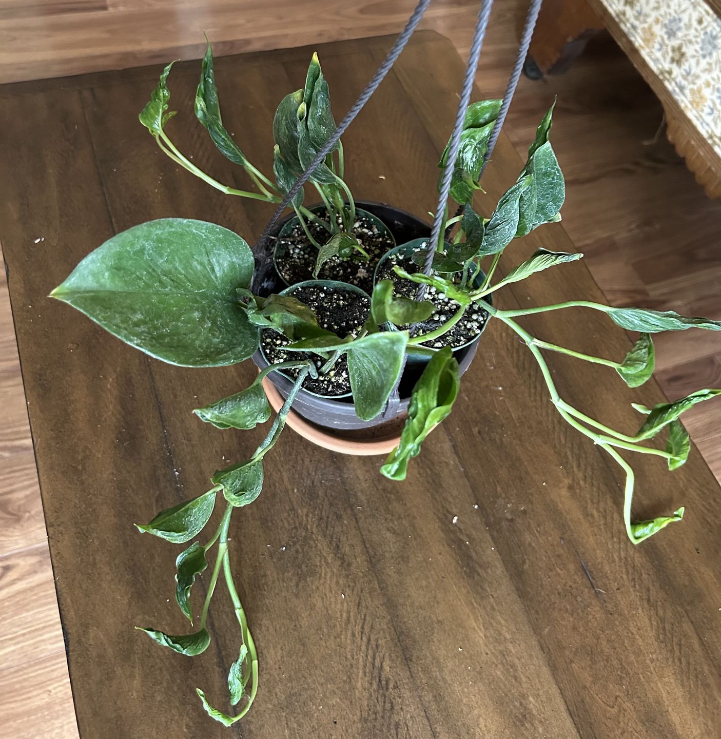 Customer photo review of Pothos Epipremnum aureum 'Shangri Ooh La La'