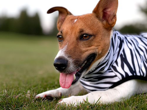 Customer photo review of Cool & Bug Vest for Dogs