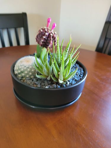 Customer photo review of Zebra Plant | Haworthia Fasciata