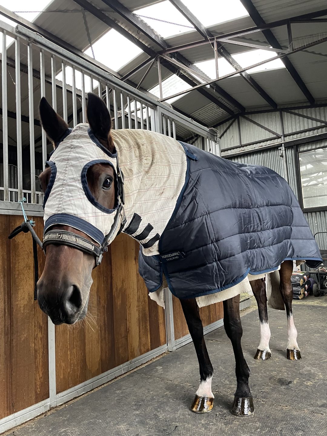 Customer photo review of Horseware Liner 300g