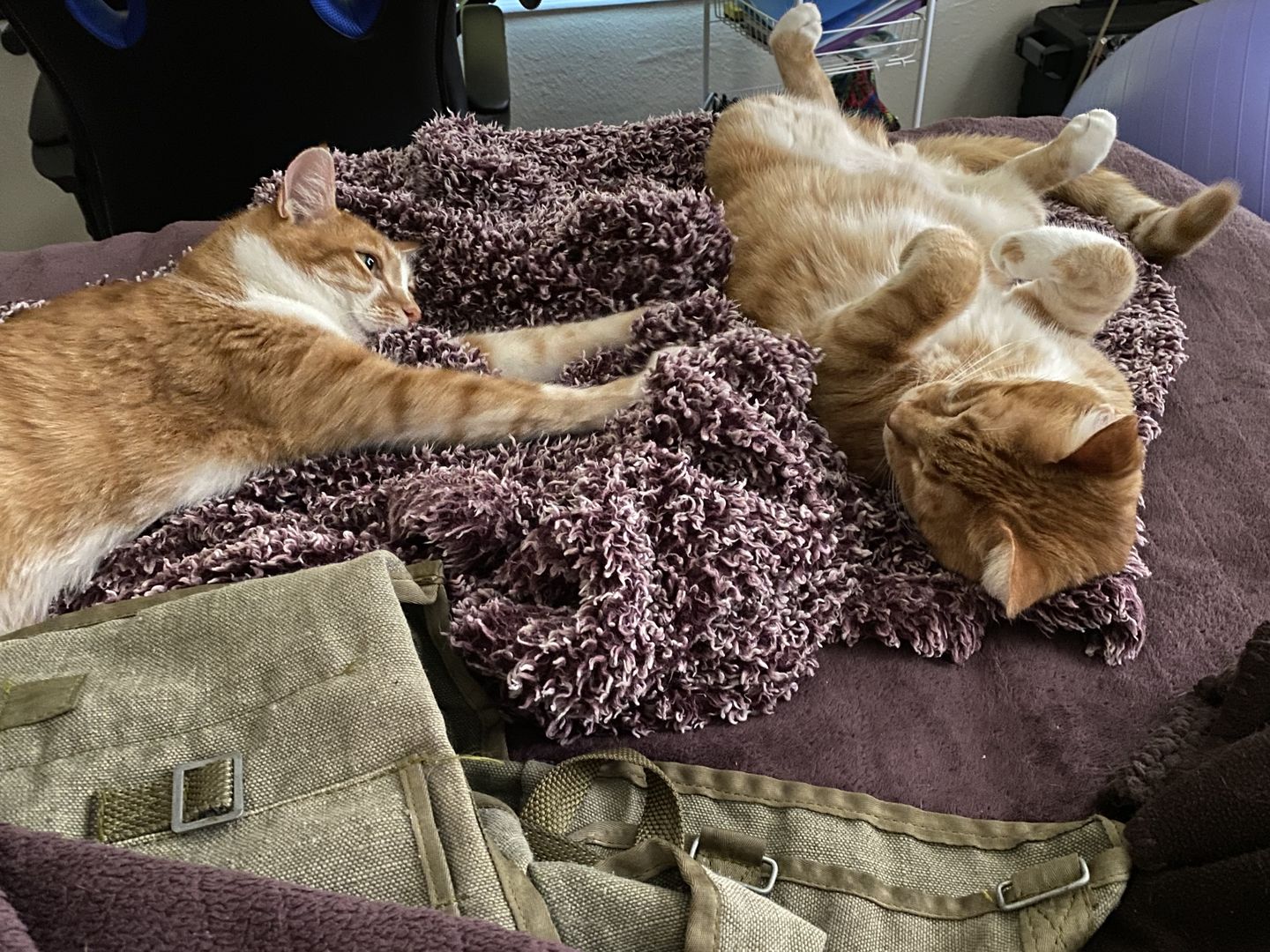 Customer photo review of Royal Canin Veterinary Diet - Urinary SO+ Satiety Dry Cat Food