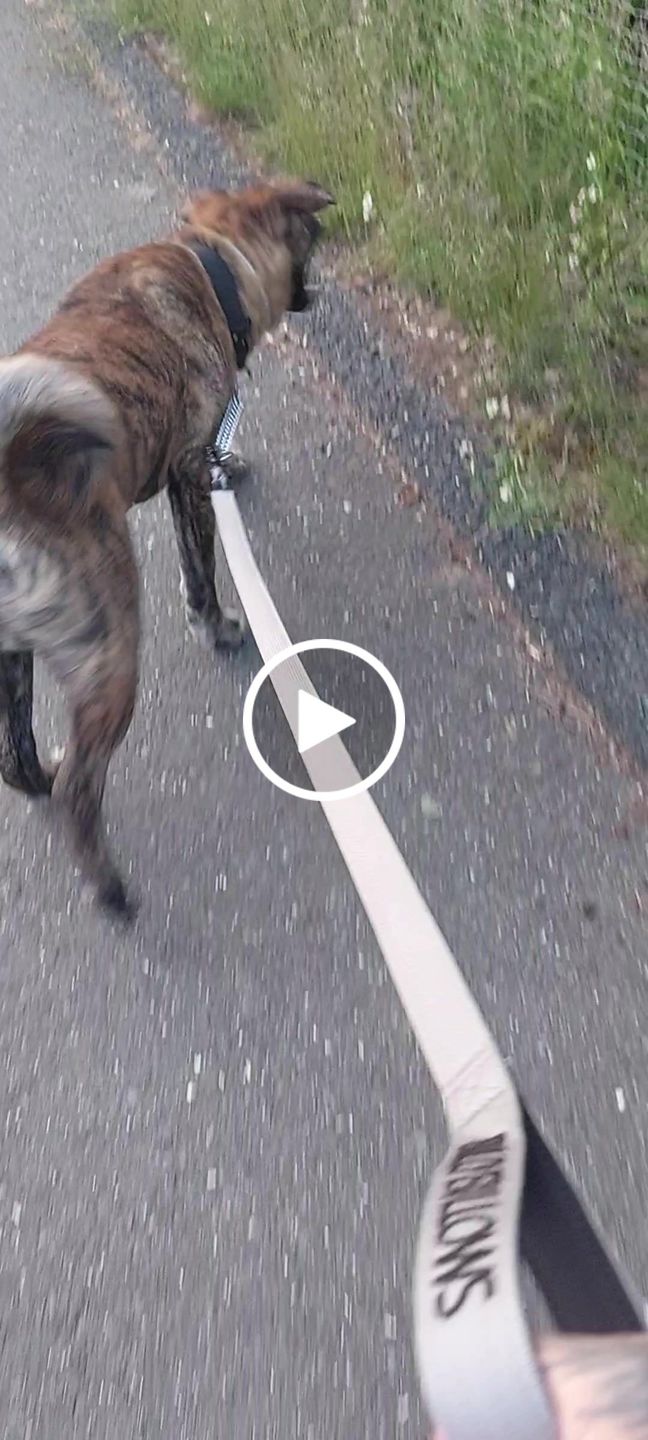 Customer video review of 1.4m Swivel Combat Lead | Neoprene Lined, Secure Rated Clip with Soft Handle - Metal Grey