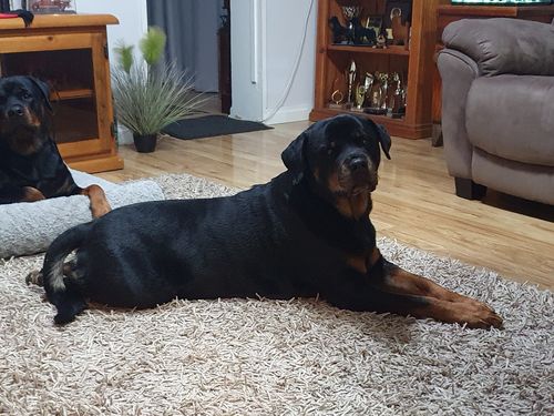 Customer photo review of PaWz  Multimat