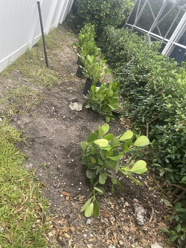 Customer photo review of Clusia