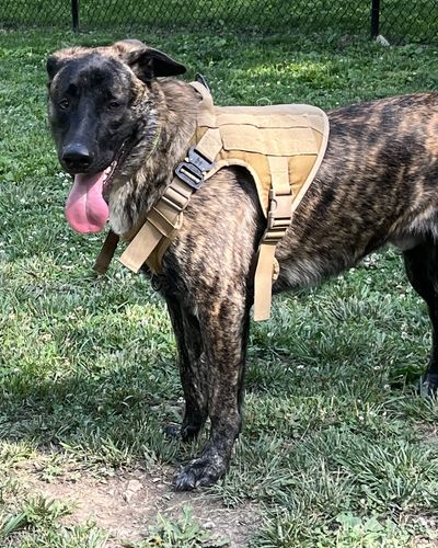 Customer photo review of Classic Heavy-Duty Tactical No-Pull Team K9™ Dog Harness With Front & Back D-Rings, Quick-Release Metal-Buckles, Hook & Loop Panels, & Top Handle
