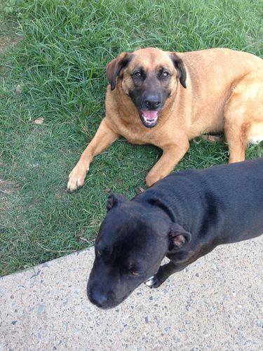 Customer photo review of Hemp Seed Oil for Dogs (200ml)