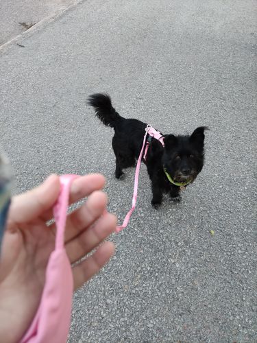 Customer photo review of Visibility Leash Pink for Dogs