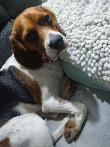 Customer photo review of Hemp Autumn Bundle Exclusive: Hemp Seed Oil + Free pack of Doggie Wipes