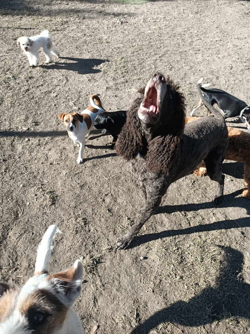 Customer photo review of Kangaroo Tendons - Natural Dental Chews!