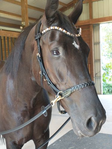 Customer photo review of Odessa Bonita Multi bridle - plain leather bitstrap