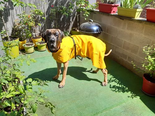 Customer photo review of Visibility Raincoat Lite Yellow for Dogs