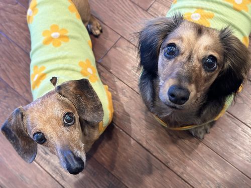 Customer photo review of Flower Power Dog T-shirt