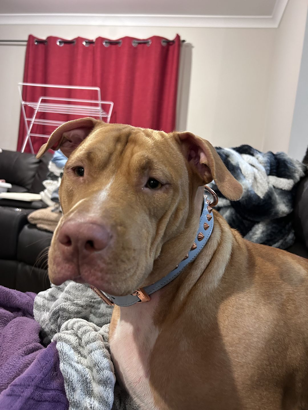Customer photo review of Hand Made Leather Dog Collar - Imperial Baby Blue & Rose Gold (Slim fit)