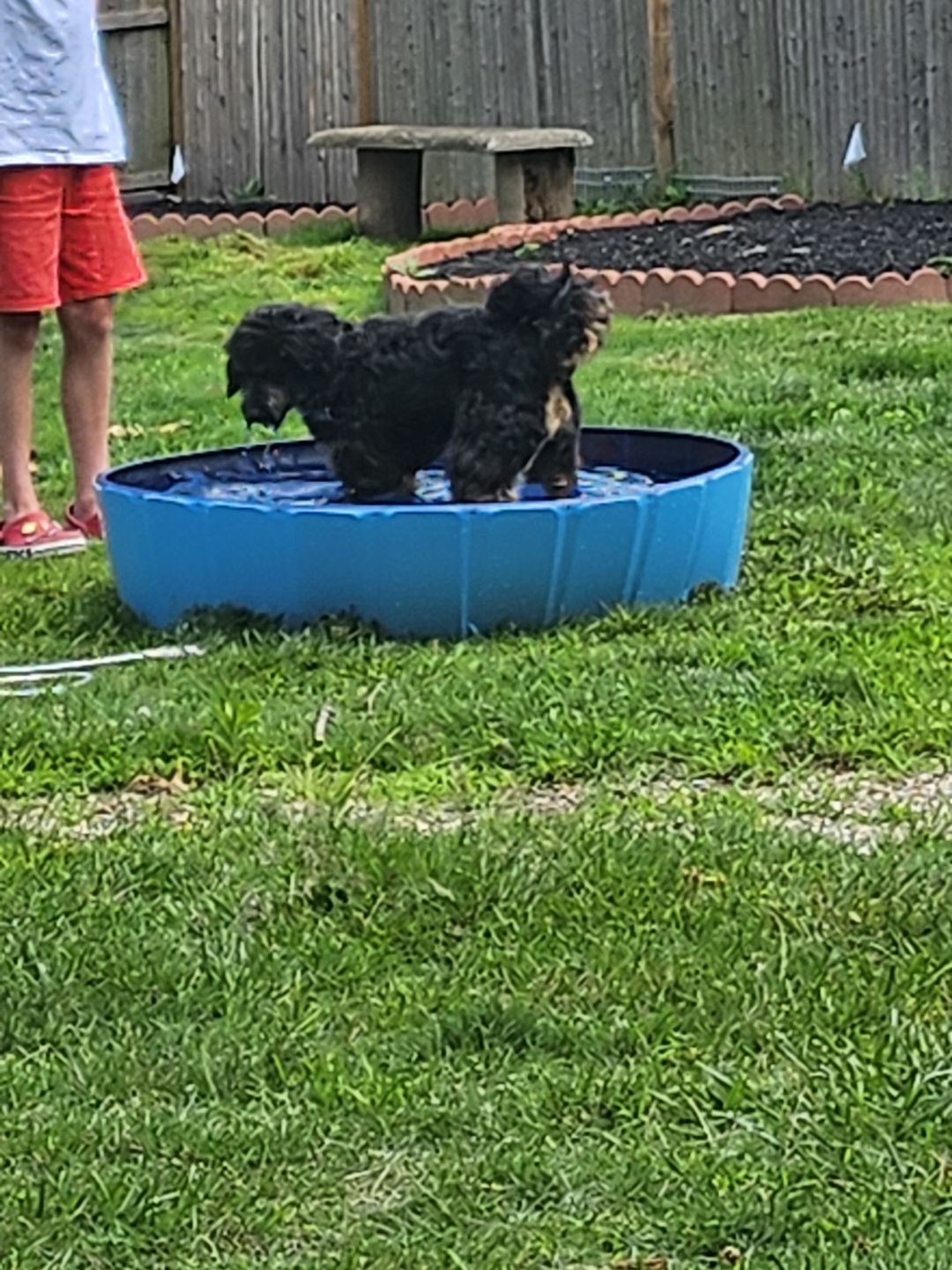 Customer photo review of NEW Pop-Up Foldable Outdoor Dog Bath & Swimming Pool With Side Drain (+FREE POOL COVER!)