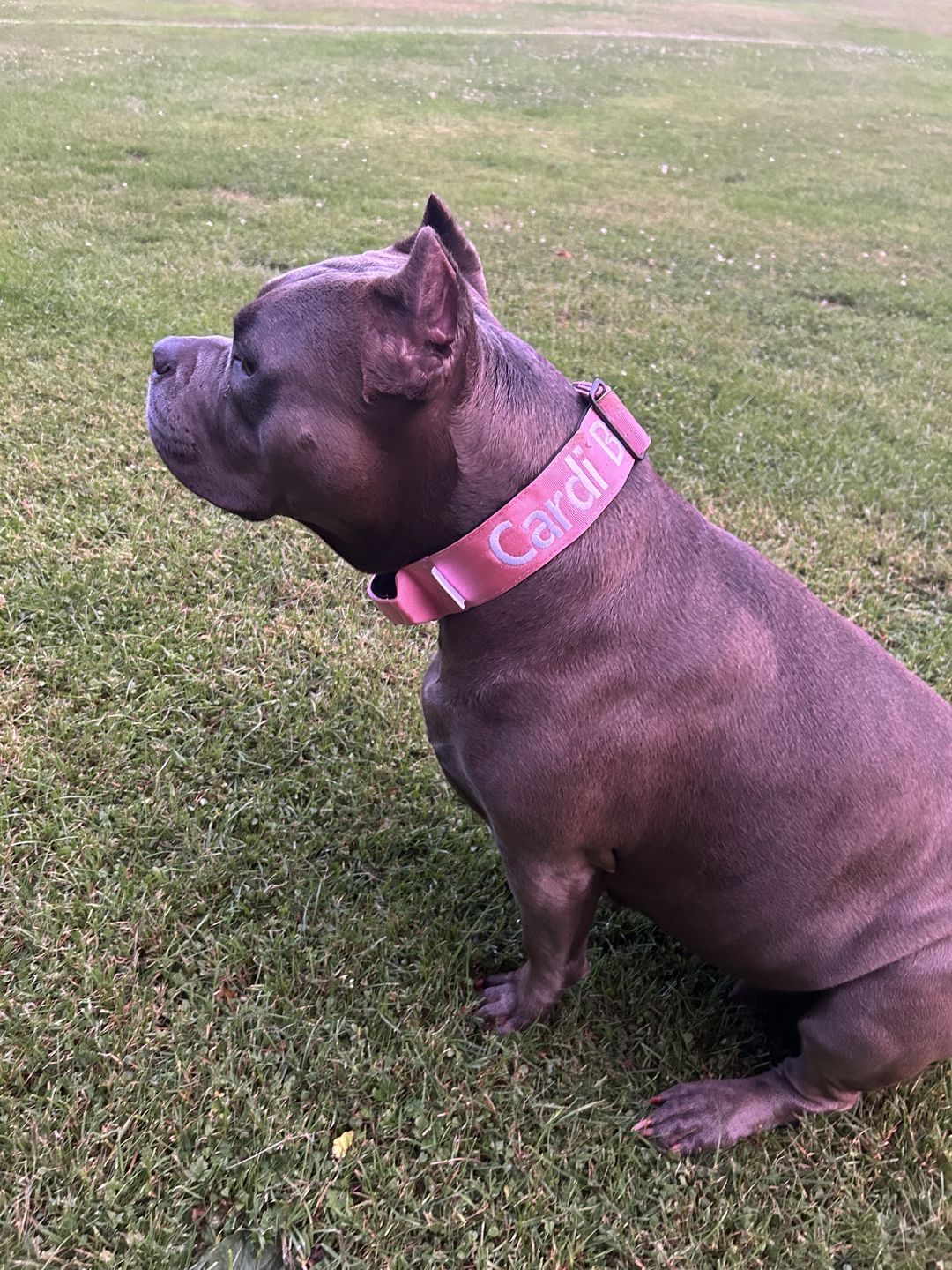 Customer photo review of 5cm Combat® Collar | With Handle & Rated Clip - Pink v2.0