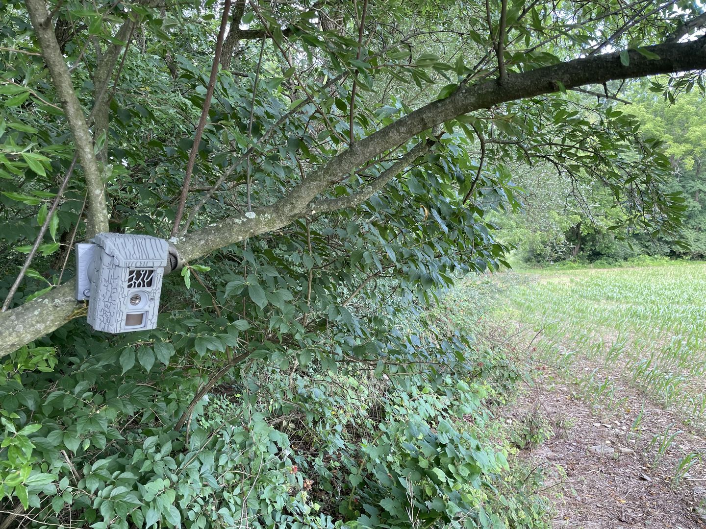 Customer photo review of Undercover™ Trail Camera