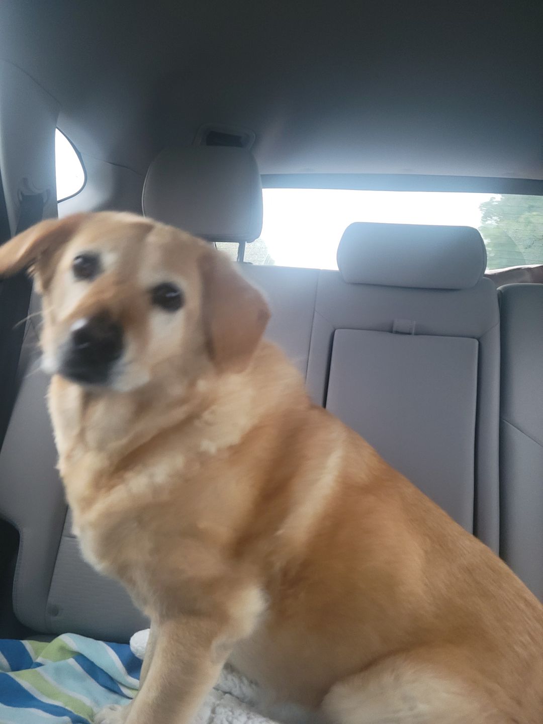 Customer photo review of KING KALM CBD 150mg - Medium Pet Formula 20 to 45lbs