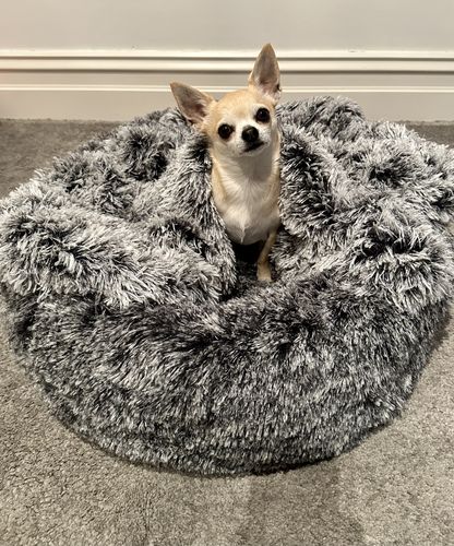 Customer photo review of PaWz Pet Calming Blanket