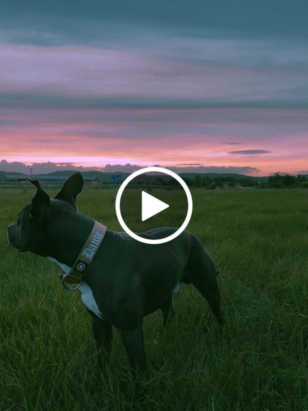 Customer video review of 5cm Combat® Collar | Rated Clip - NO HANDLE - Military Tan v2.0