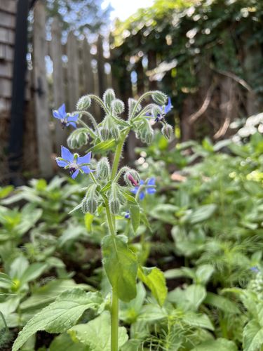 Customer photo review of Borage Seeds