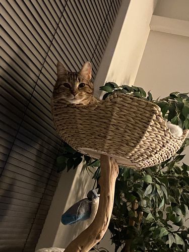 Customer photo review of Michu Selected Real Wood Cat Tree - Medium - The Ultimate Feline Playground for Aussie Cats