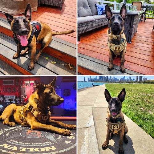Customer photo review of Classic Heavy-Duty Tactical No-Pull Team K9™ Dog Harness With Front & Back D-Rings, Quick-Release Metal-Buckles, Hook & Loop Panels, & Top Handle