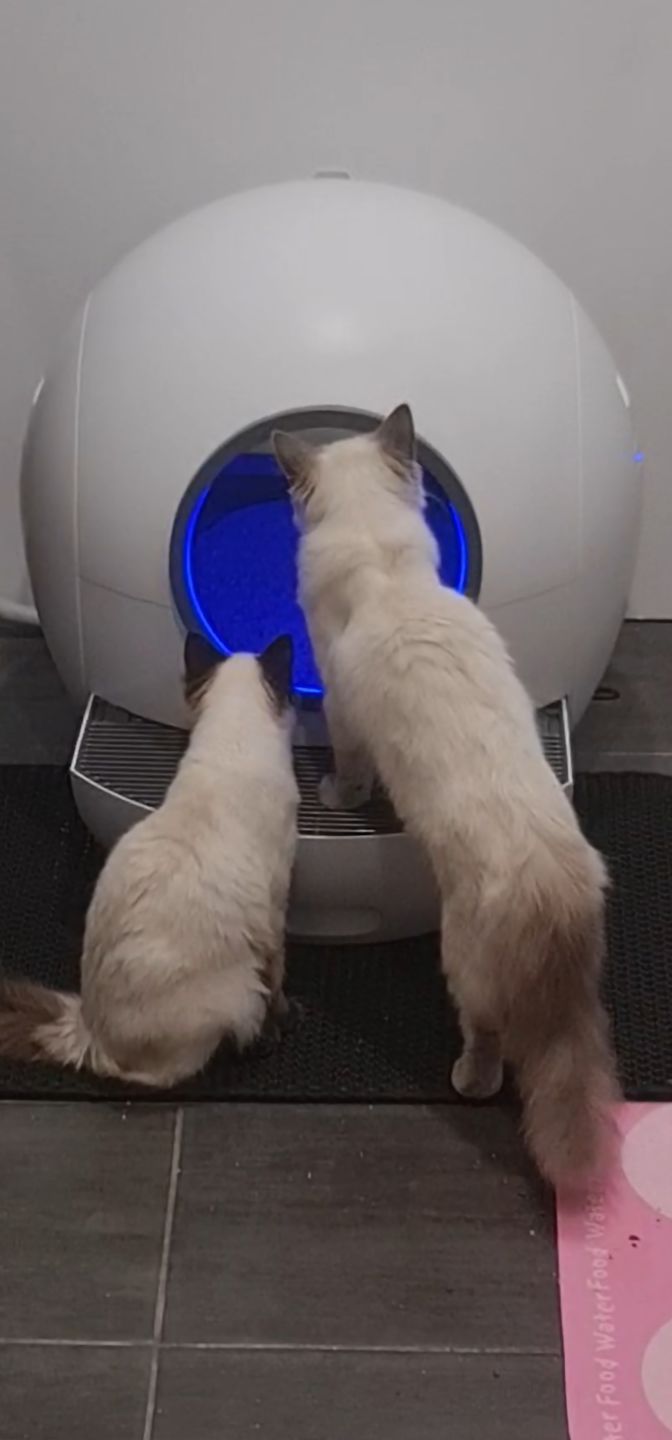 Customer photo review of PaWz Automatic Smart Cat Litter Box