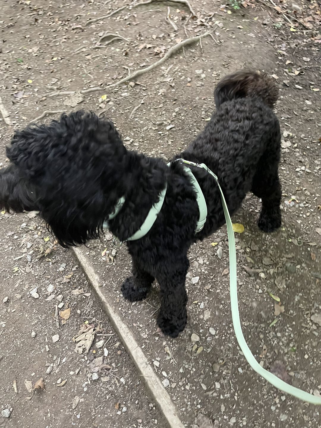 Customer photo review of HARNESS - Sage