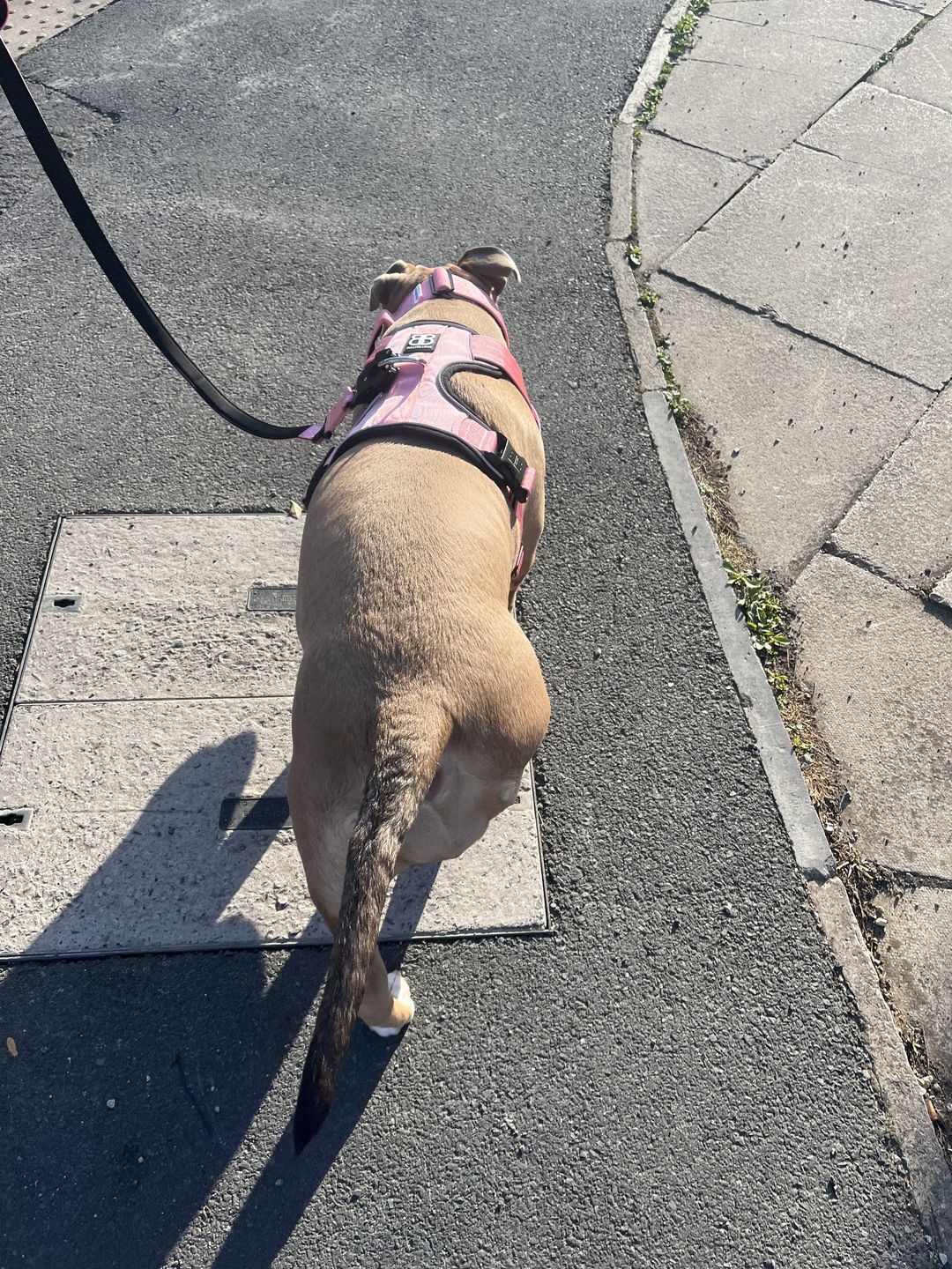 Customer photo review of 1.4m Swivel Combat Lead | Neoprene Lined, Secure Rated Clip with Soft Handle - Pink