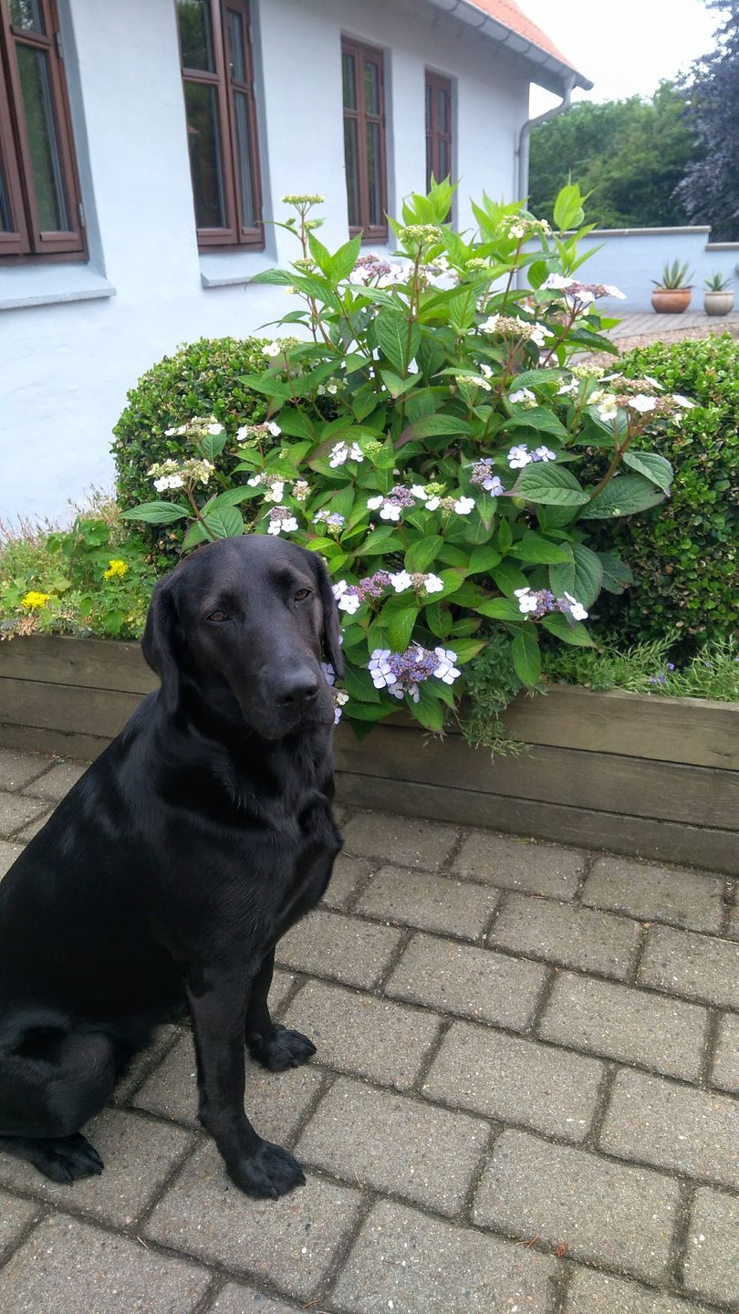 Customer photo review of Dr.Clauder's Sensitive Adult All Breed Lam & Ris 12,5kg