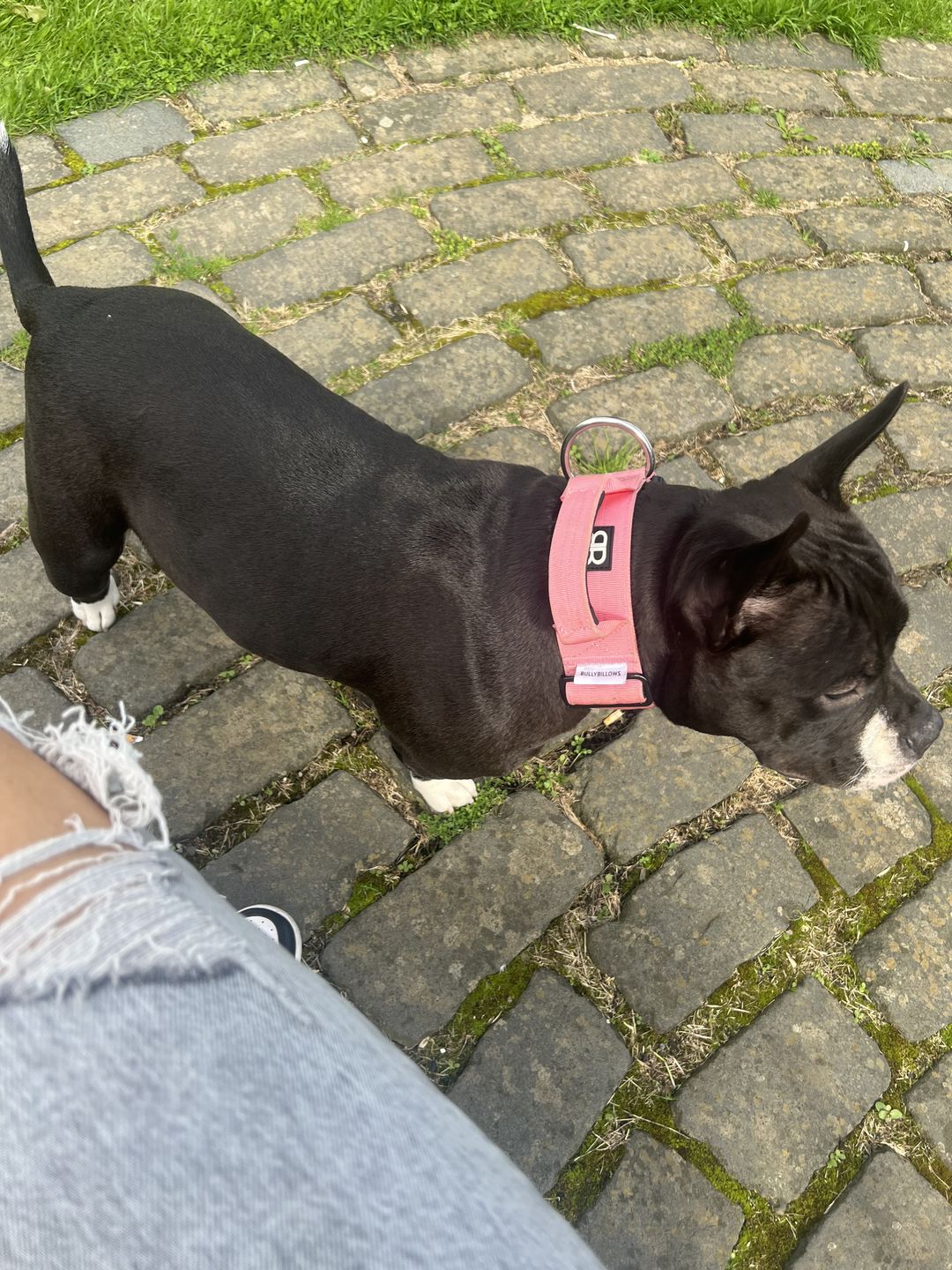 Customer photo review of 5cm Combat® Collar | With Handle & Rated Clip - Pink v2.0