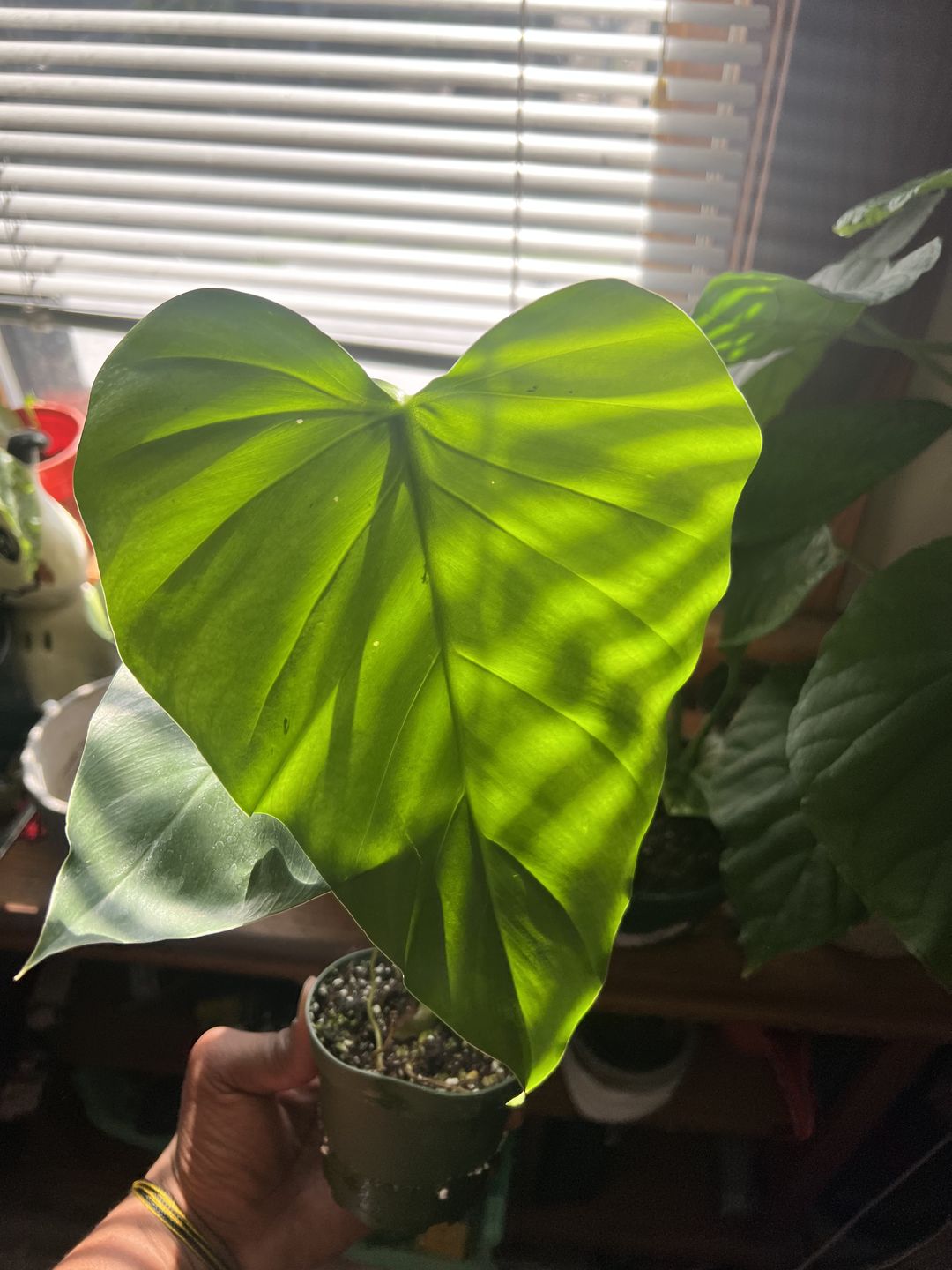 Customer photo review of Philodendron giganteum