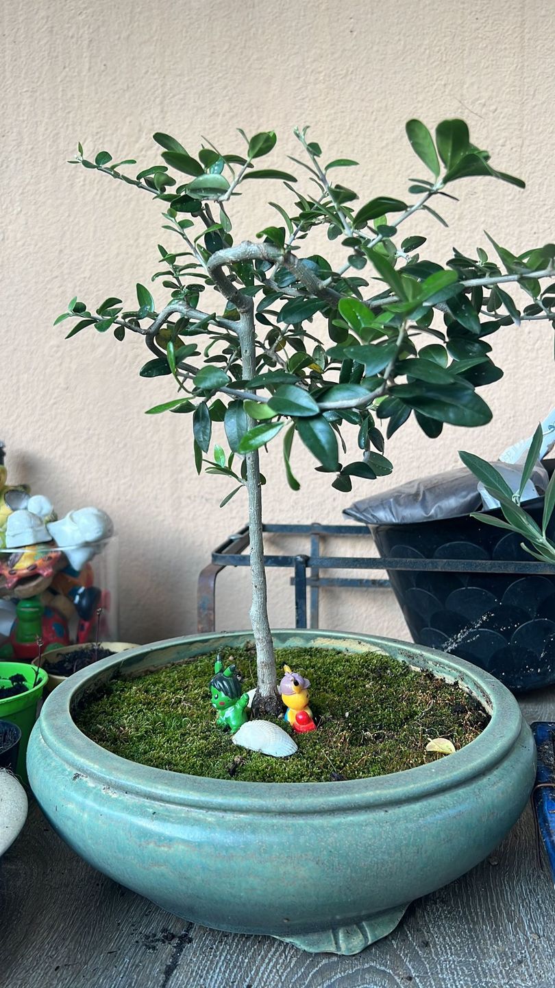 Customer photo review of TOTAL FORCE CB® (AFIDI, COCCINIGLIA, RAGNETTO ROSSO, MAL BIANCO)