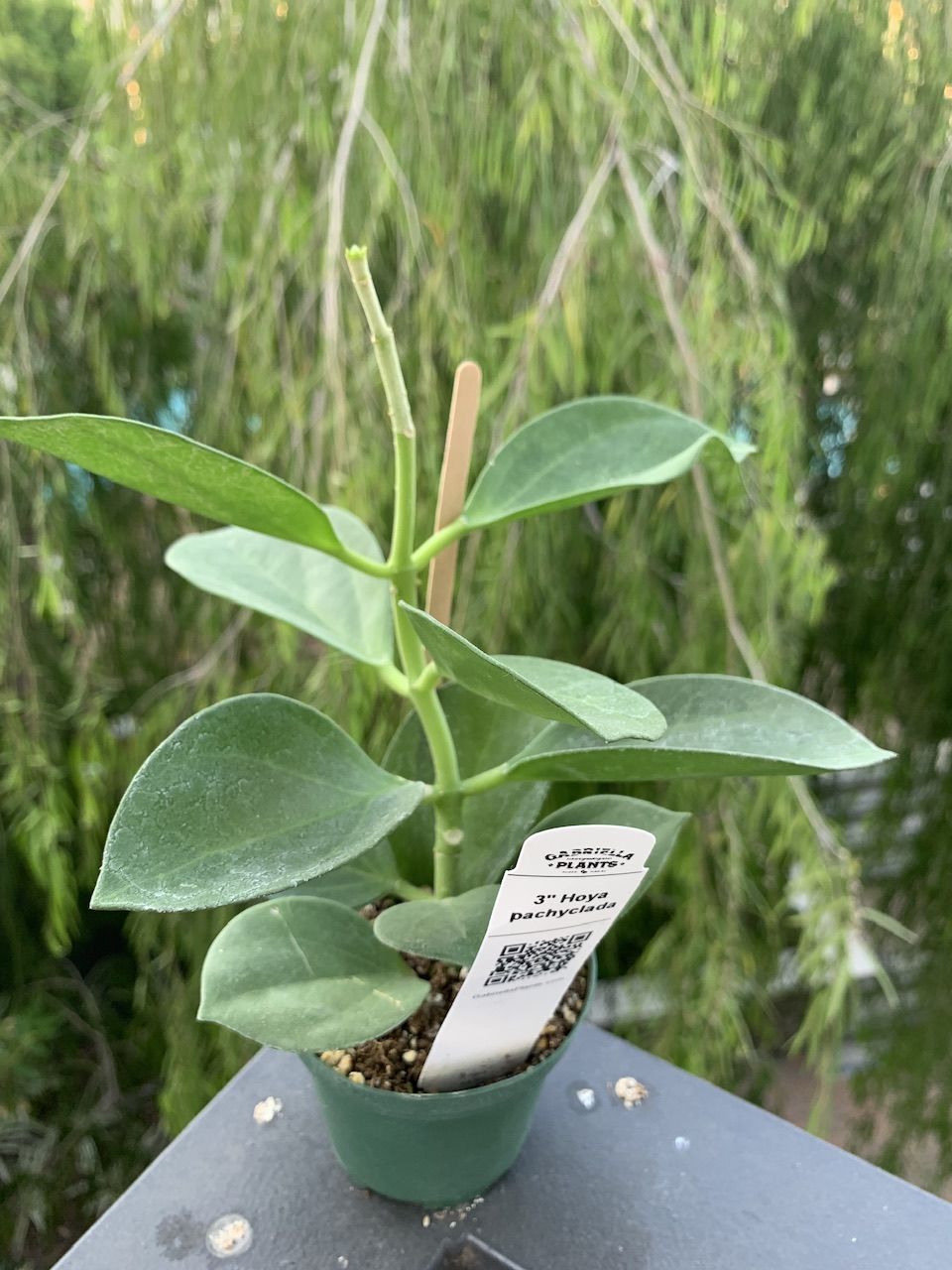 Customer photo review of Hoya pachyclada