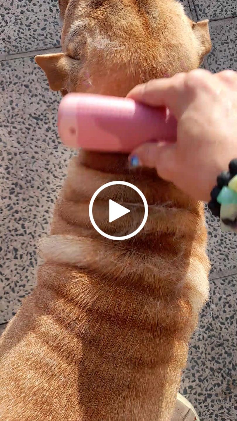 Customer video review of BullyBillows Complete Animal Deshedding Kit - Pink