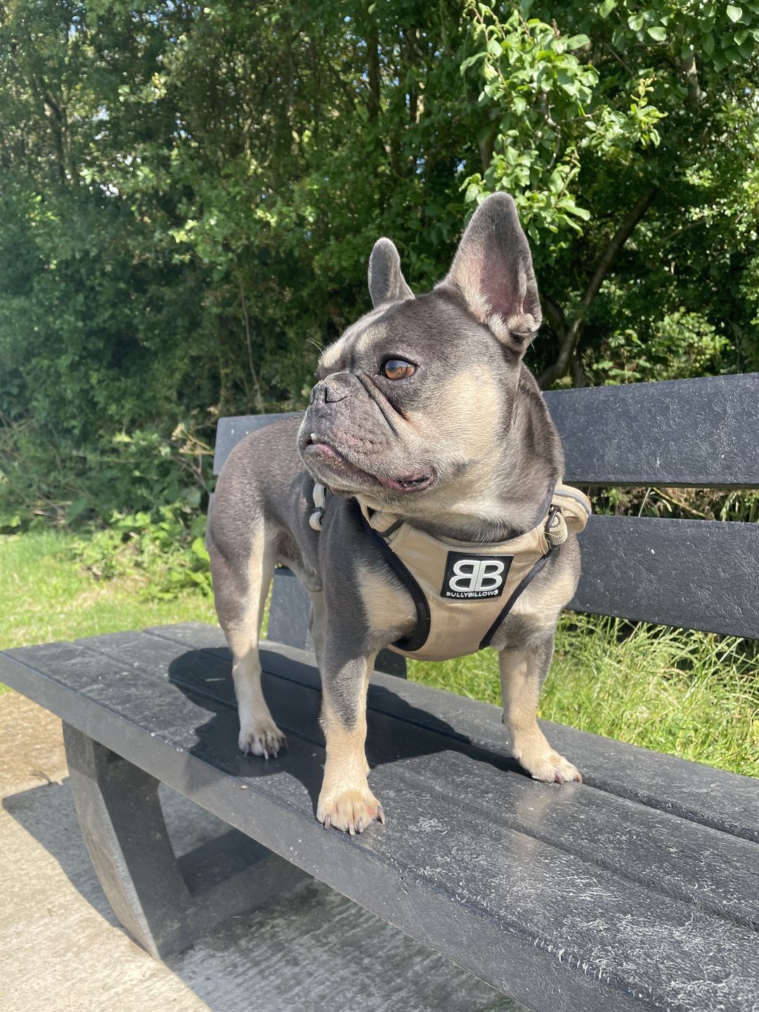 Customer photo review of Premium Comfort Harness | Non Restrictive & Adjustable - Light Military Tan