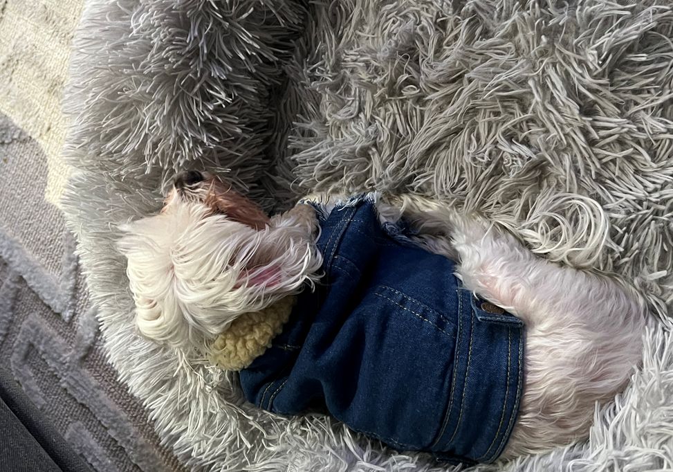 Customer photo review of 𝑺𝑨𝑳𝑬 - 𝑶𝑳𝑫 𝑺𝑻𝑶𝑪𝑲 𝑺𝒉𝒆𝒓𝒑𝒂 𝑳𝒊𝒏𝒆𝒅 𝑫𝒆𝒏𝒊𝒎 𝑫𝒐𝒈 𝑽𝒆𝒔𝒕