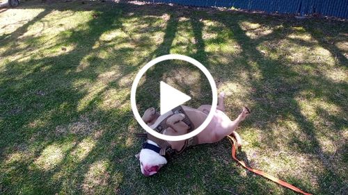 Customer video review of Classic Heavy-Duty Tactical No-Pull Team K9™ Dog Harness With Front & Back D-Rings, Quick-Release Metal-Buckles, Hook & Loop Panels, & Top Handle