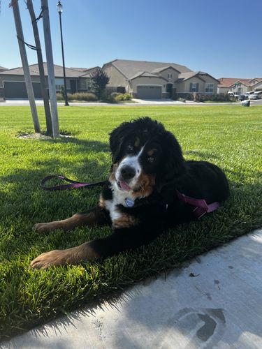 Customer photo review of Just Paws