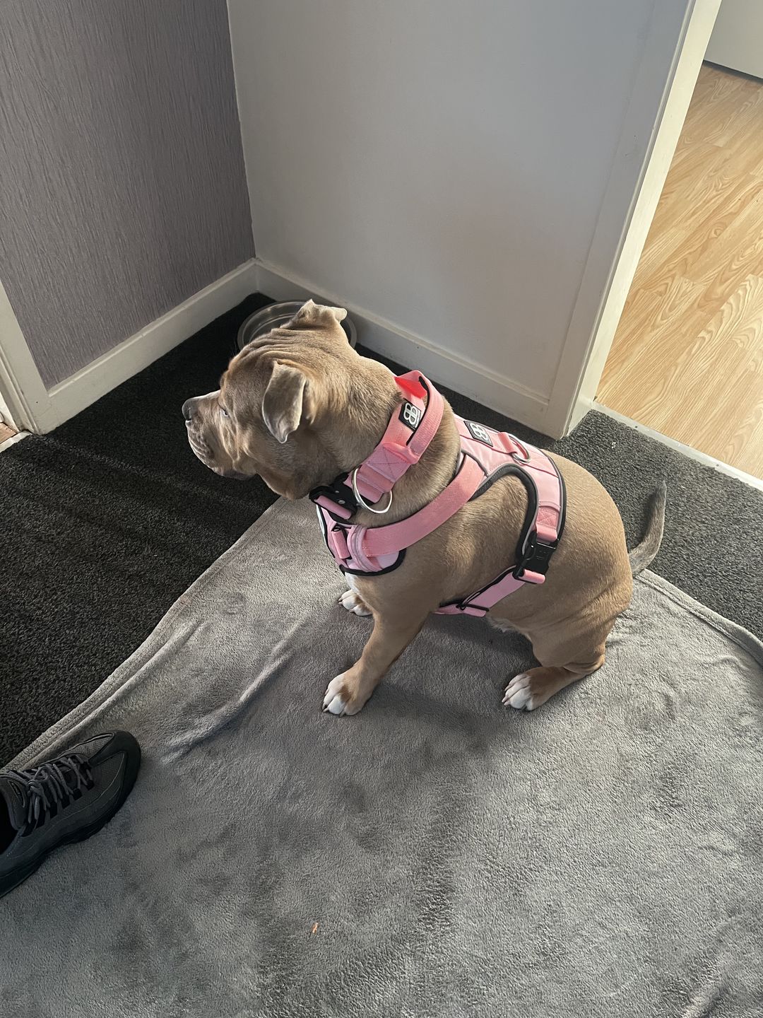 Customer photo review of 5cm Combat® Collar | With Handle & Rated Clip - Pink v2.0