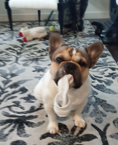 Customer photo review of Cushion sole Diabetic Cotton Socks with air vent, 8 pairs